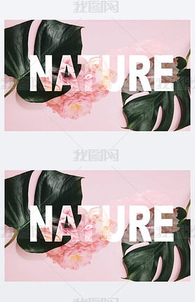 top view of monstera lees on pink background with roses illustration and nature lettering