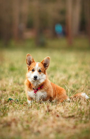 狗的品种威尔士柯基犬图片彭布罗克