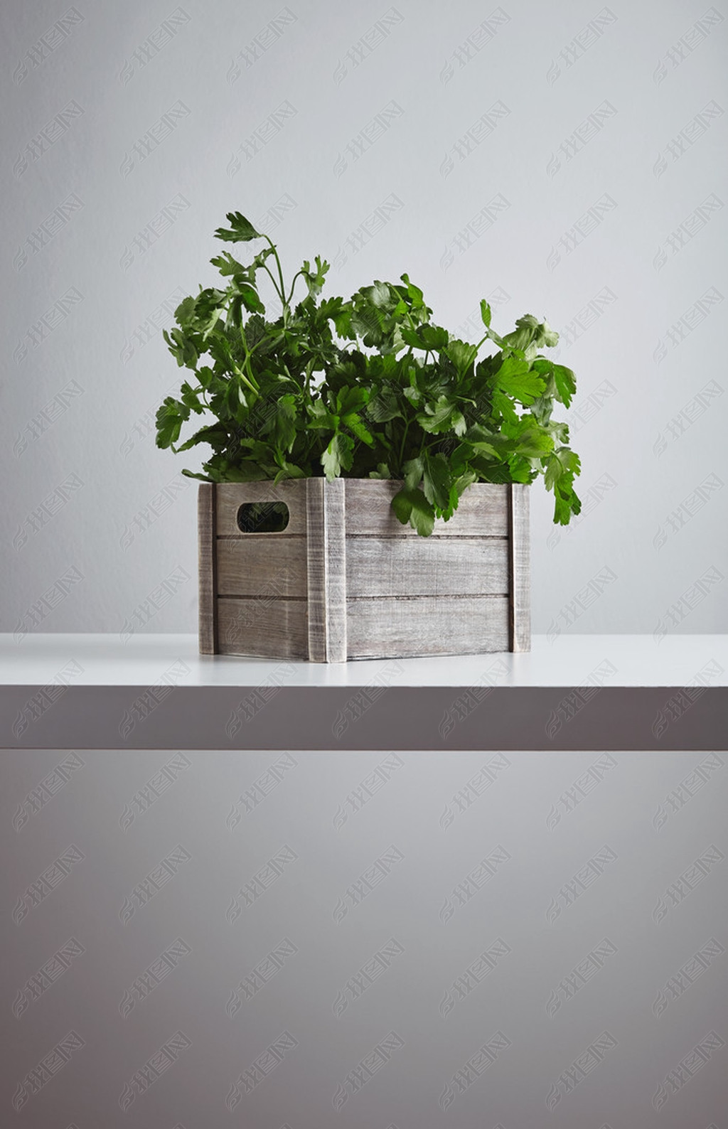 Wooden box parsley cilantro isolated table