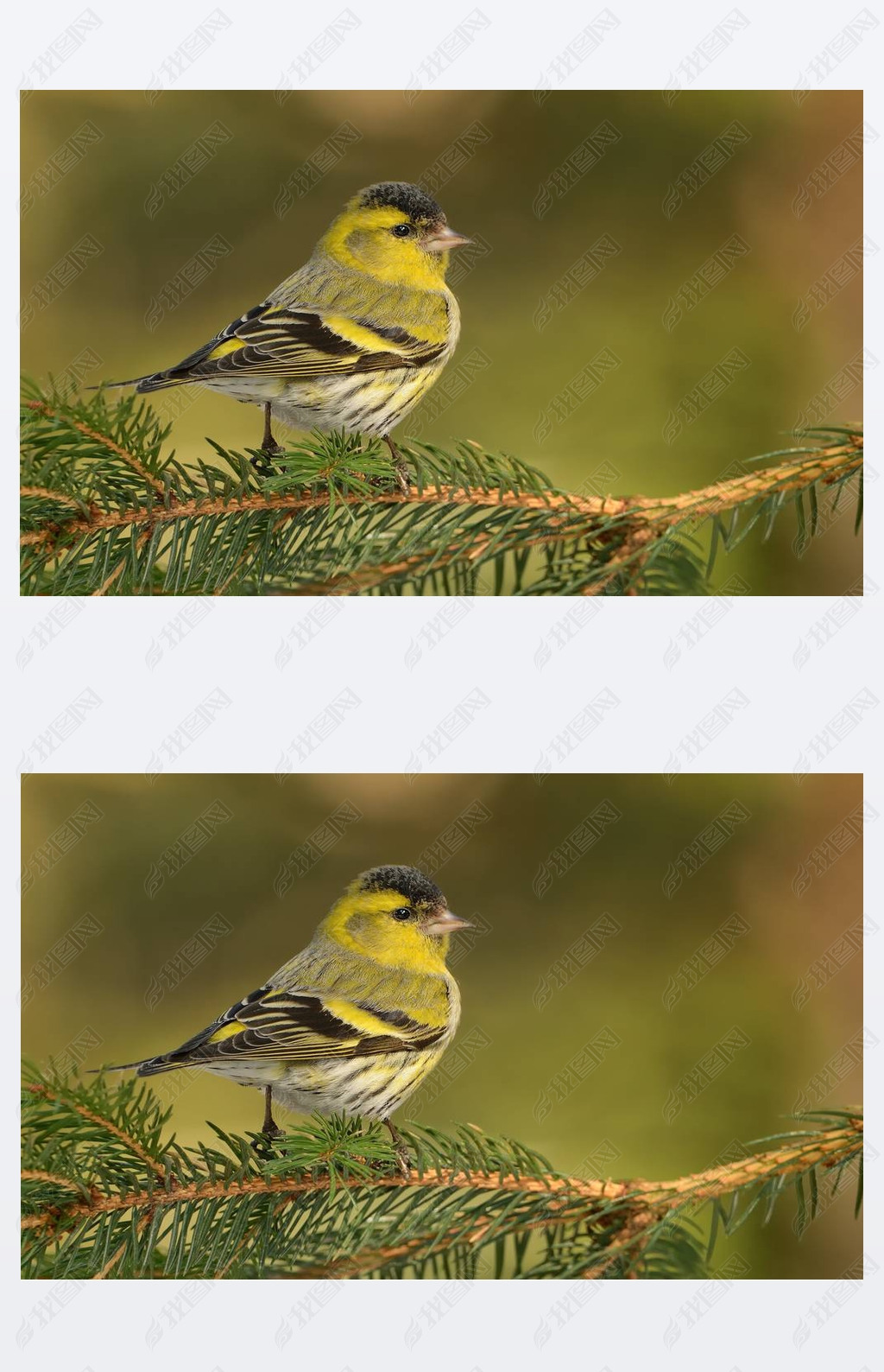 ŷǴ½Siskin-Spinus spinus֦ϵȸƵС ҲΪŷ޵ƤͨƤƤ