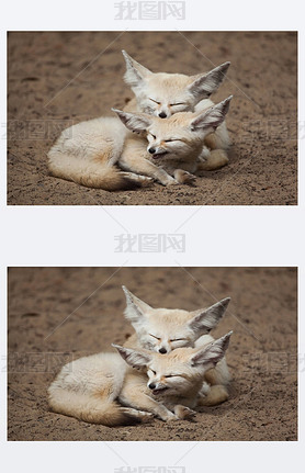 Fennec  ( zerda) һ˯ɳ 