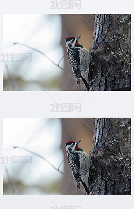 Yellow-bellied sapsucker: Sphyrapicus ϵʽ˳U Piciformes ͥU PicidaeѰ׽ sap Ҷ.