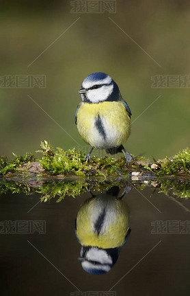 Blue tit, Cyanistes caeruleus, single bird at water, Warwickshire, February 2020