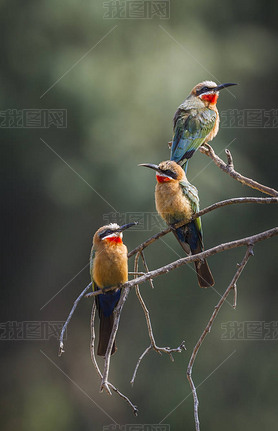 Ϸǿ˹ҹ԰İ׶ʳ;Meropidae Merops bullockoides Ǯ