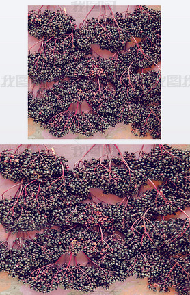 ʳ elderberries ڷ¹ľ, flatlay, 