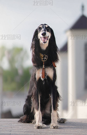 Saluki dog