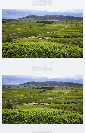 Vineyards - Colchagua Valley -