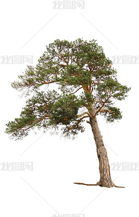 Pine tree