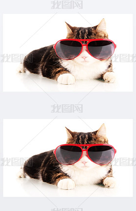 cat with glasses isolated on white