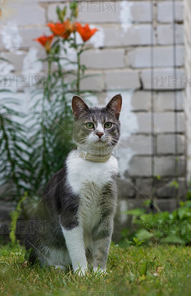 Cat portrait close up in blurry dirty natural background, sad cat