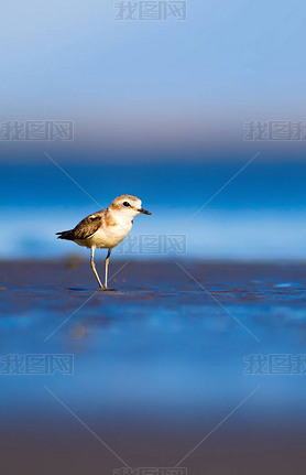 ɰСˮȻˮKentish Plover Charadrius alexandrinus.