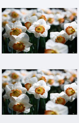 İɫ silverweeds ʢ_ڴĻ@bԉ, _١Ȼ󡣳MȻɫ.