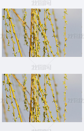 close up long willow branch in spring season