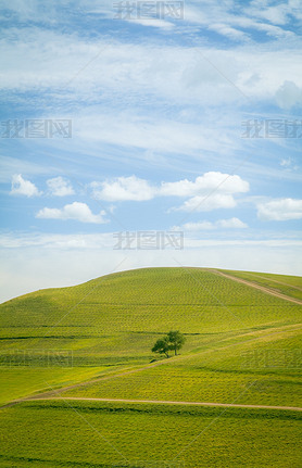 Lonely tree and pastures in the highlands landscape