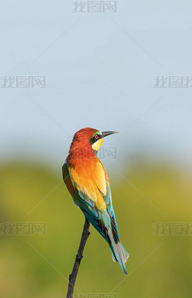 ŷʳ(Merops Apiaster))