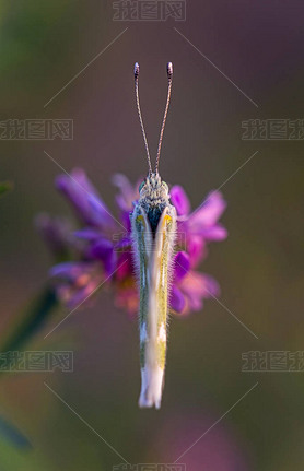 ʯɫ (Melanargia galathea) ڻ