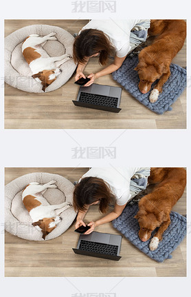 Two dogs with a girl working on a laptop at home. Nova Scotia Duck Tolling Retriever and a Jack Russ