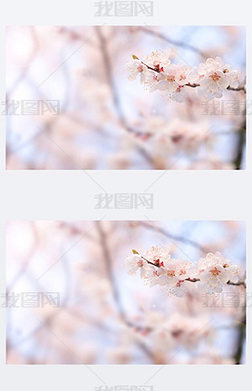 abstract cherry blossom [Soft focus, Background]