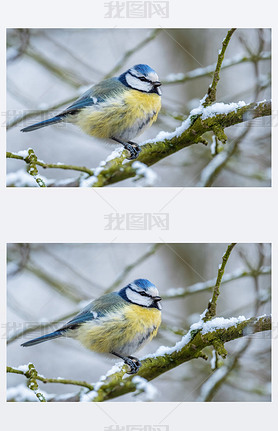 Blue Tit - Parus caeruleus, beautiful colored perching bird from European forests and gardens, Czech