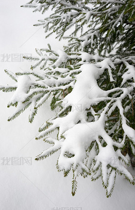 The branch of a Christmas tree in the snow