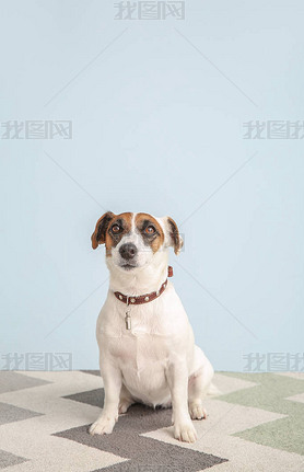 ɰJack Russell Terrierɫʱ