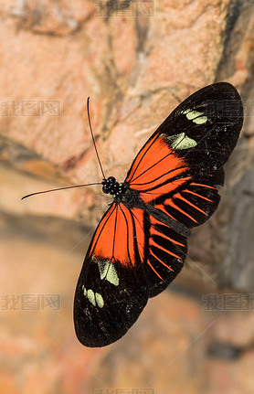 ͨʲ- Heliconius melpomeneĲɫݽź޵Ĳݵغɭ֣ī.