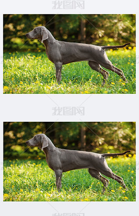 Young weimaraner dog outdoors on summer