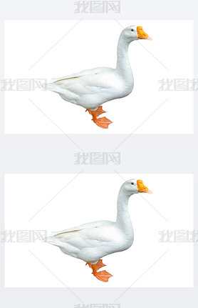 White goose isolated on white background. File contains with clipping path so easy to work.