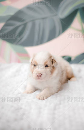 Funny cute puppy on white bed. Australian shepherd puppy. Newborn puppy. 