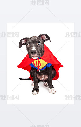 Superhero puppy dog wearing vest