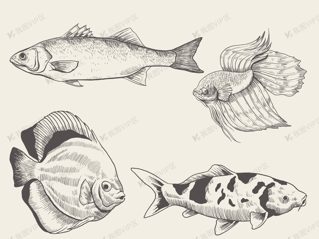 鱼类素描简笔画合集