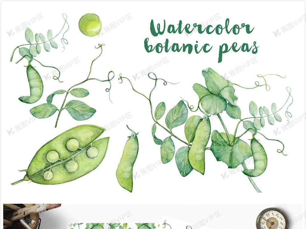 手绘豌豆水彩画