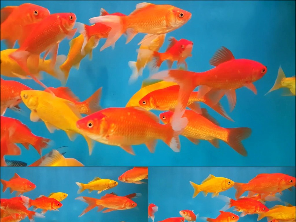 一组金鱼在水里游动视频素材图片设计_高清其