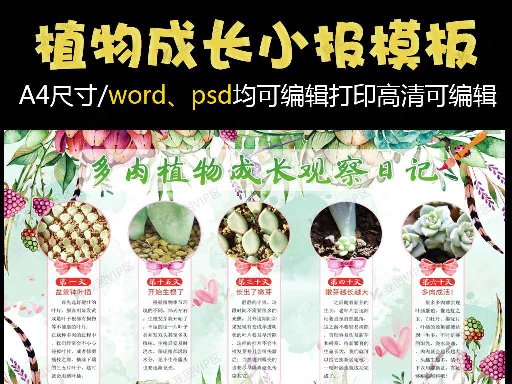 电子多肉植物成长观察日记小报