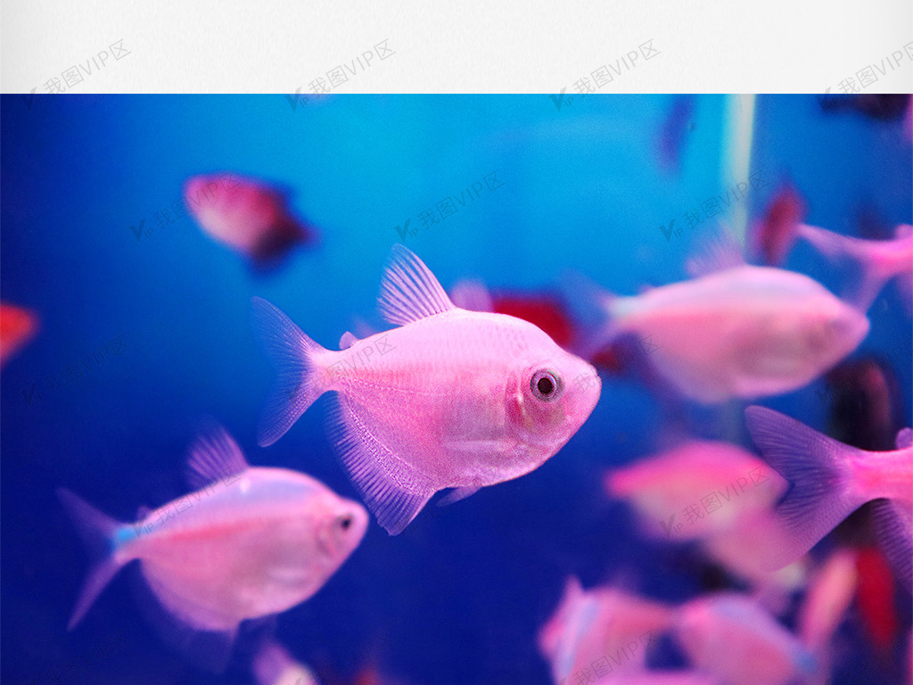 鱼缸里游动的粉色的小鱼
