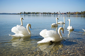 ¹Ľܱ߻ķ(Chiemsee)