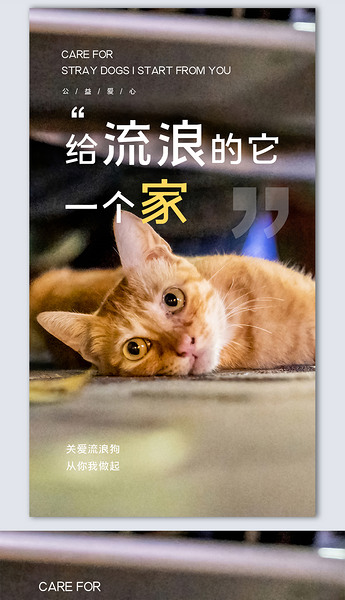 流浪猫创意时尚摄影图海报模板设计