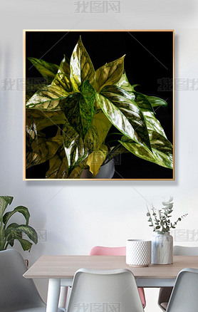 ͸͹յħ Aglaonema commutatum