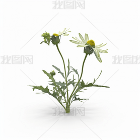 ׵ױӽǵCapeweed