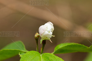 ӻ
