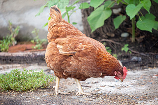 _(d)u