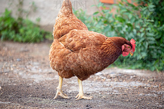 _(d)u