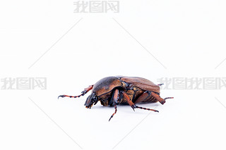 ֲ(bio)