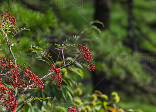 SɽȻL(fng)^(q)ɽϵļtɫ{