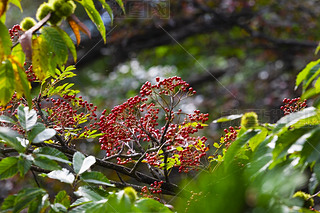 SɽȻL(fng)^(q)ɽϵļtɫ{