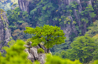 SɽL(fng)^(q)ȻL(fng)