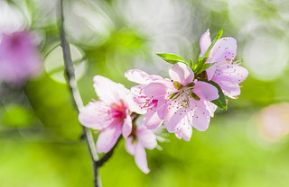 Ļ