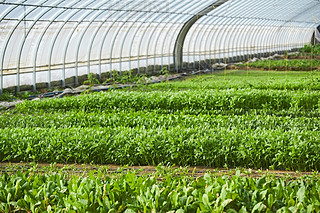 r(nng)I(y)NֲGɫ߲˴