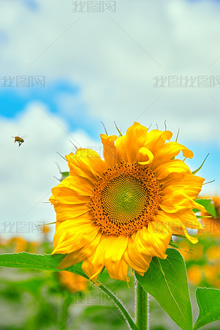 տĻ