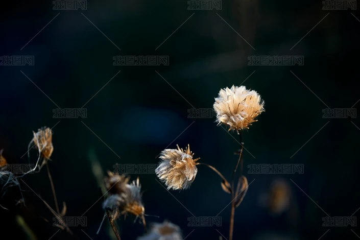 ֲ